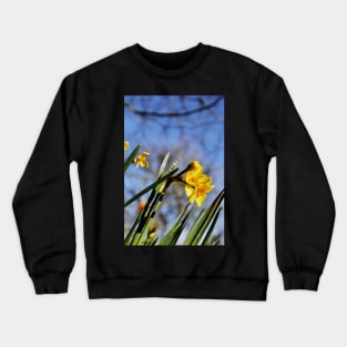 Golden Dawn Springtime Daffodil Crewneck Sweatshirt